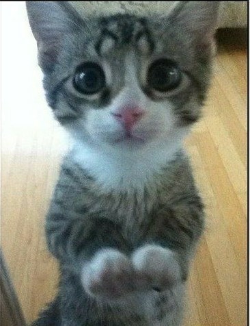 Кот шёл по улице