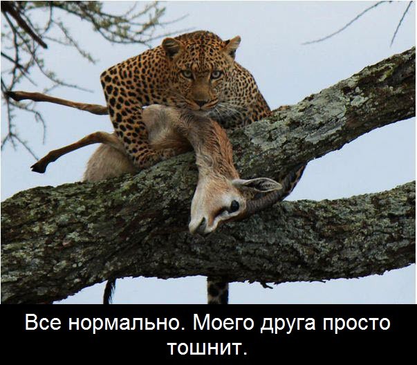 Первая суббота лета