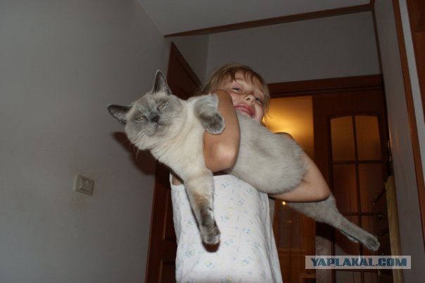 Монстр КОТ