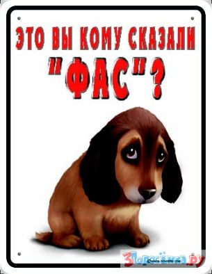 Не хотелось тебе этого говорить, но ты собака