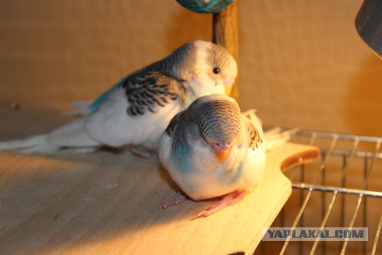 Как я попуганов размножала