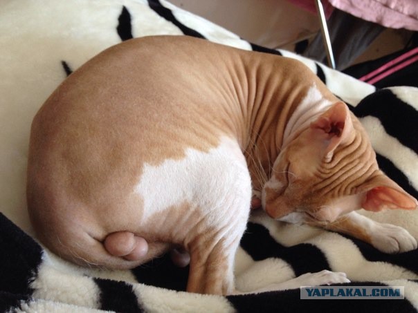 Котовторник 24.06.2014