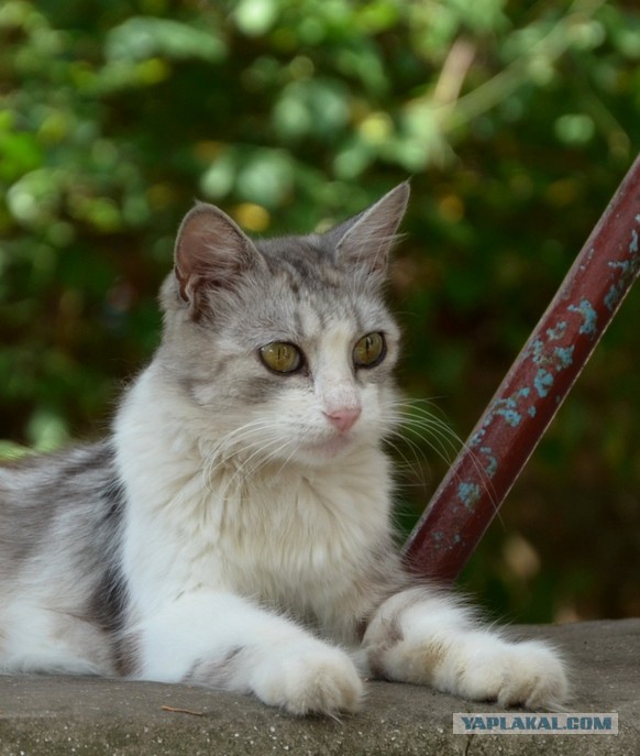 Греческий кот с бирюзовыми глазами.