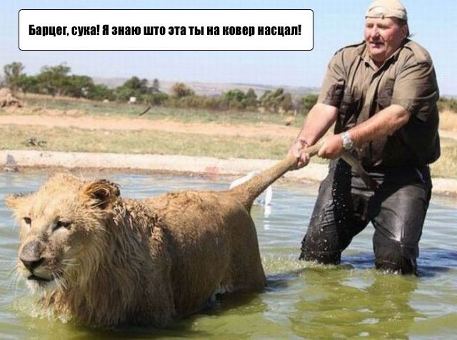 Весёлые картинки