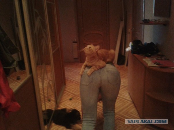 Котовторник