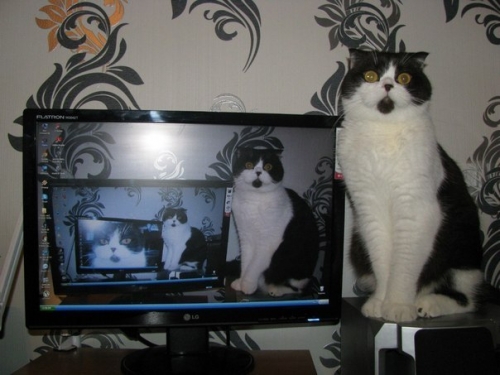 Котовторник