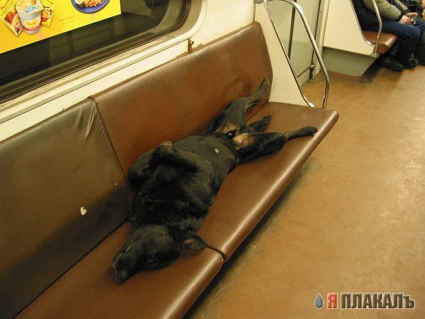 УЛЫБНИСЬ! Животное ассорти