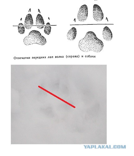 Исчезающая собака