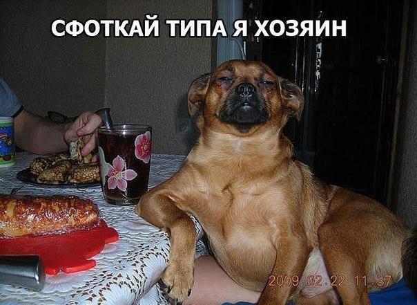 Картинки из сети, бессмысленные и беспощадные