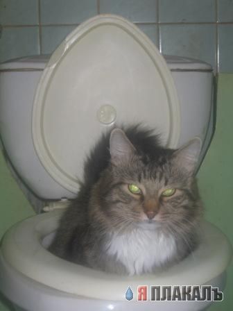 Котовторник!