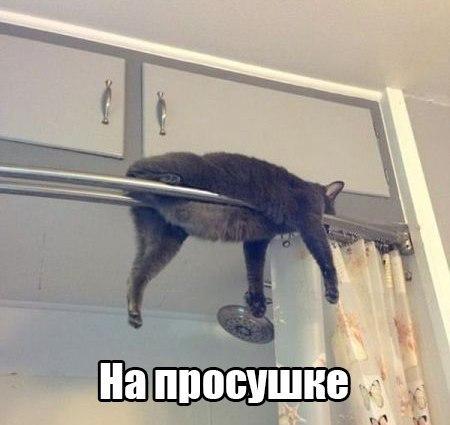 Мохнатые беспредельщики