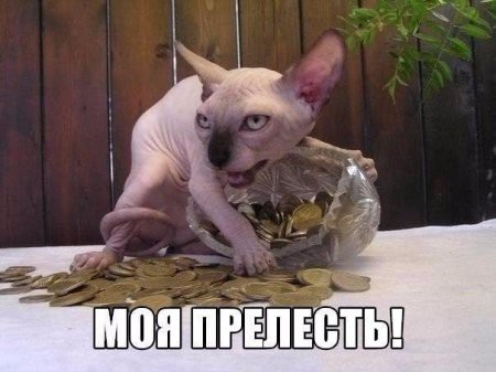 В кота вселился демон.