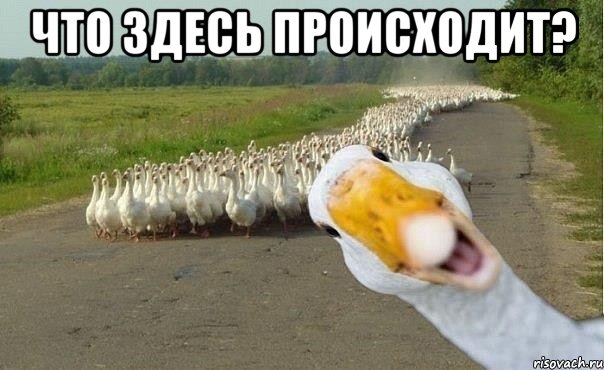 Столпотворение в Нью-Йорке из-за редкого Покемона
