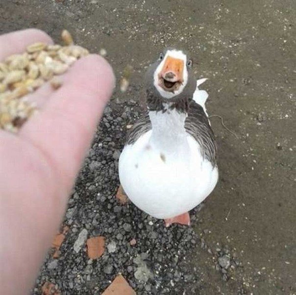 Прикольные животные