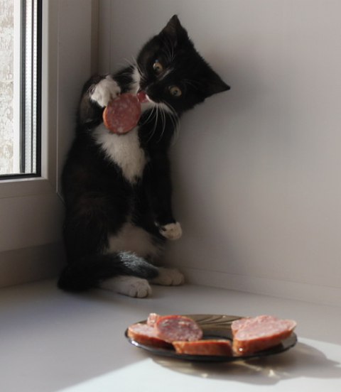 Коты и Кошки
