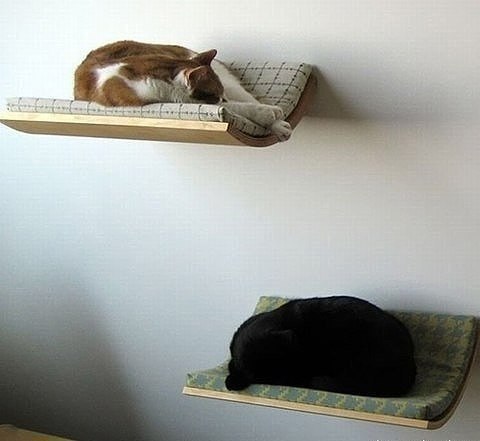 Коты и Кошки