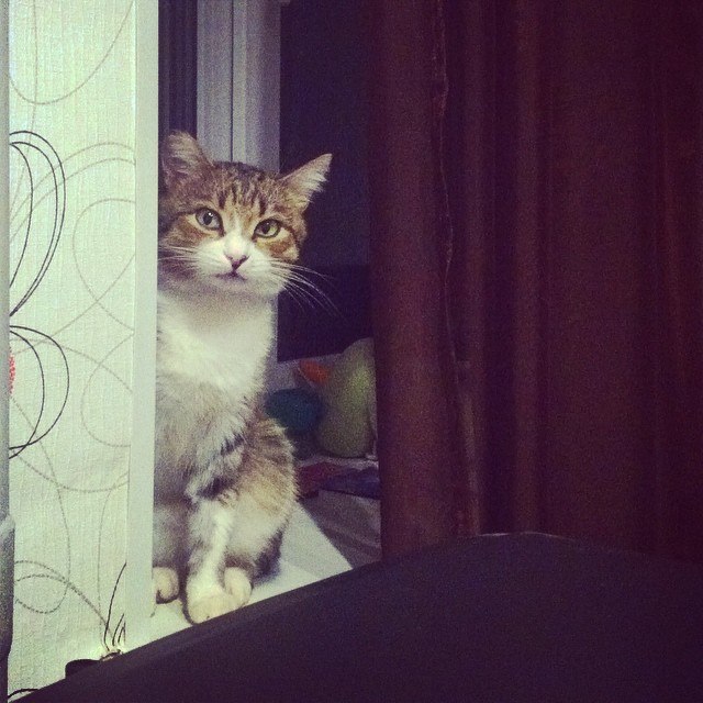 Эти люди думали, что у них нет кота