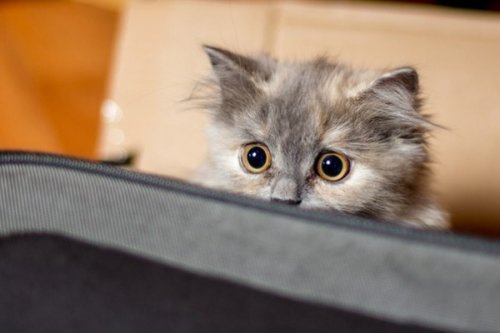 Коты и Кошки