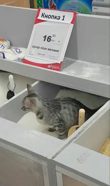 Милота
