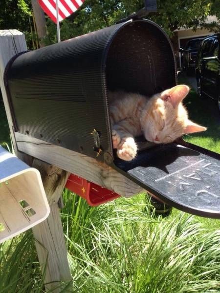 Коты и Кошки