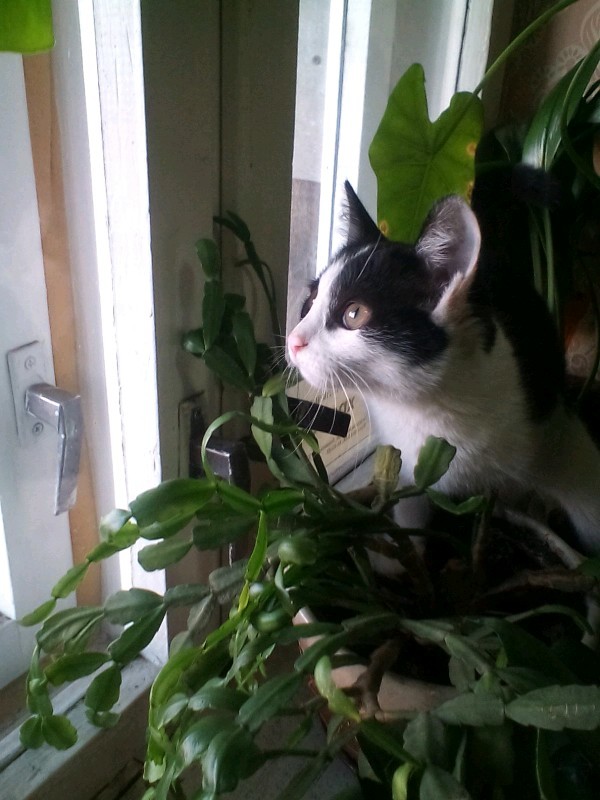 Коты и Кошки