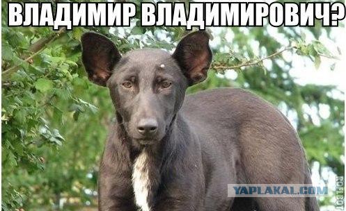 Иногда гуляет по городу и при этом остается инкогнито.