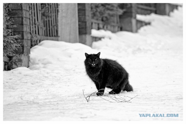 Кот без прикрас