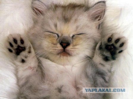 Котовторник на ЯПлакалъ (27.05.08), прикольные коты, добавляем свои!