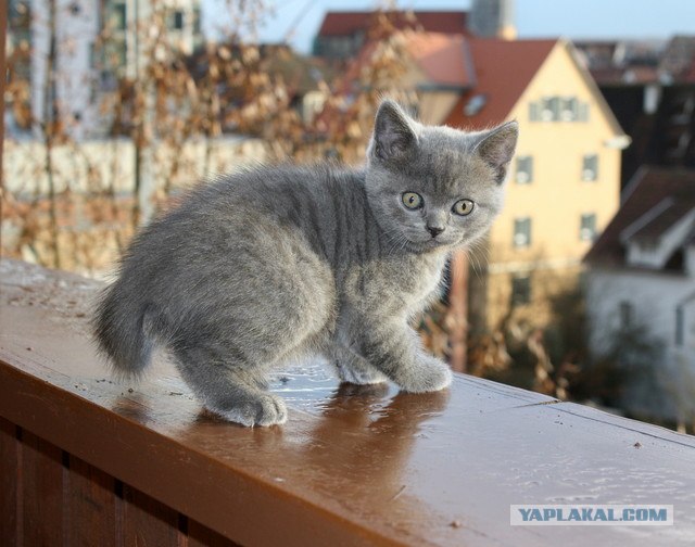 День котов