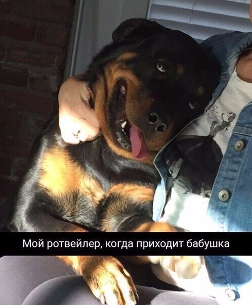 Милые животные. Мимиметр сломался