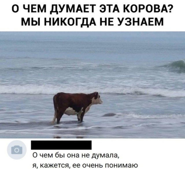 Милые животные. Мимиметр сломался