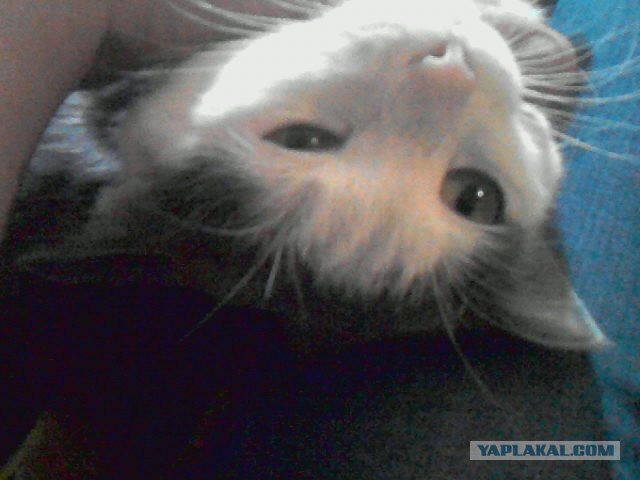Котовторник 20.03.2012