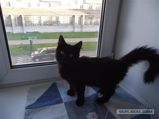 Котовторник  12. 06. 2012