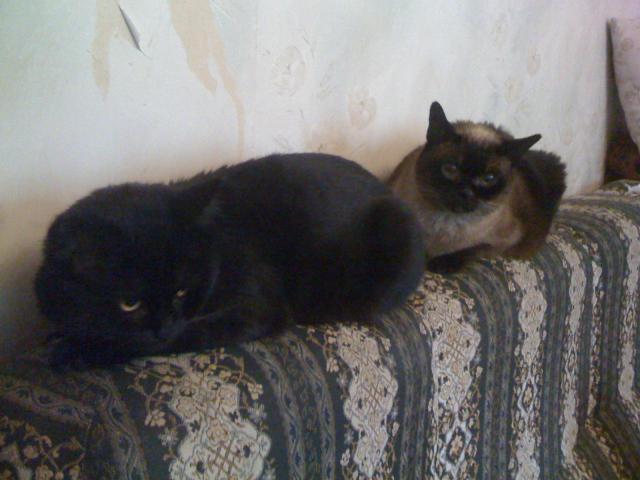 Котовторник  28.08.12