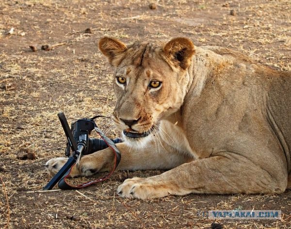 Спокойствие, только спокойствие!