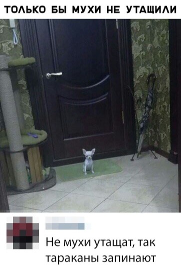 Живность из сети