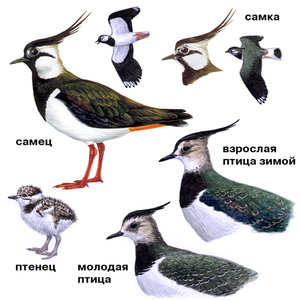 Счастливая птица....