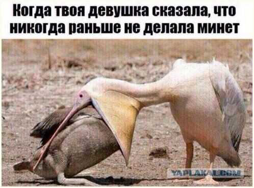 Колючие Муди