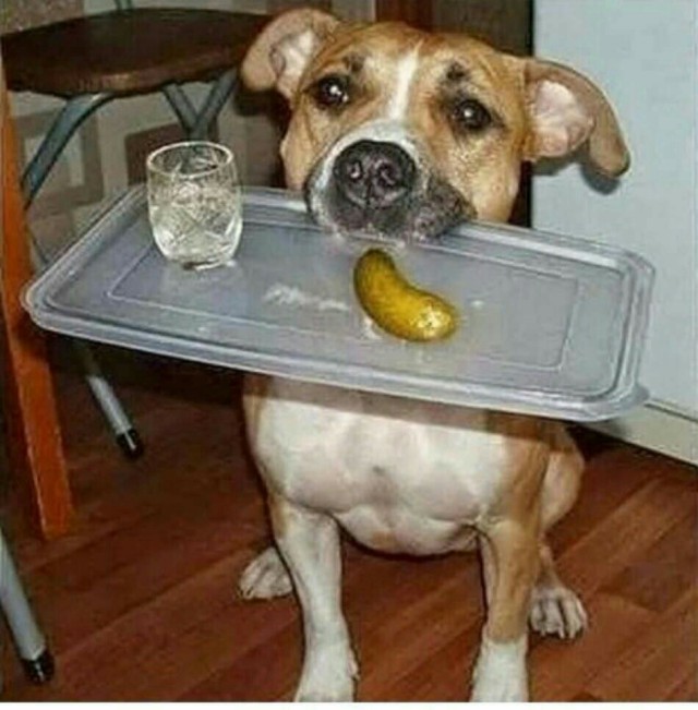 Собаки бывают