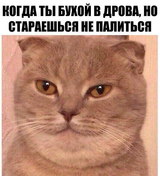 Котомемы