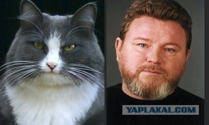 Товарищ Котофеев