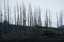 Российские леса постоянно горят, но их биомасса рекордно выросла. Как так вышло и что из этого следует?