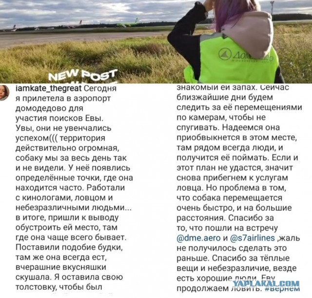 Собаку Еву, которая сбежала во время погрузки в аэропорту Домодедово, наконец-то нашли. Её выманили на запах хозяйки
