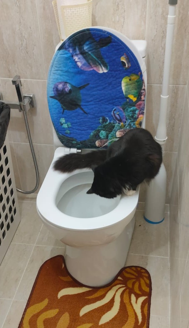 С праздником и котофторником!