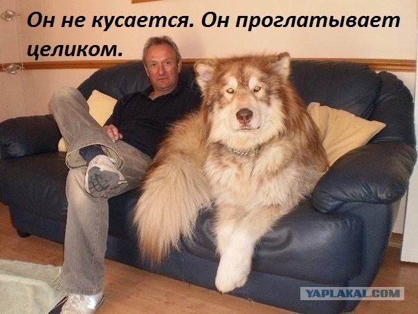 50 оттенков серого или самосвал баянов.  Vol.20. 50 штук.