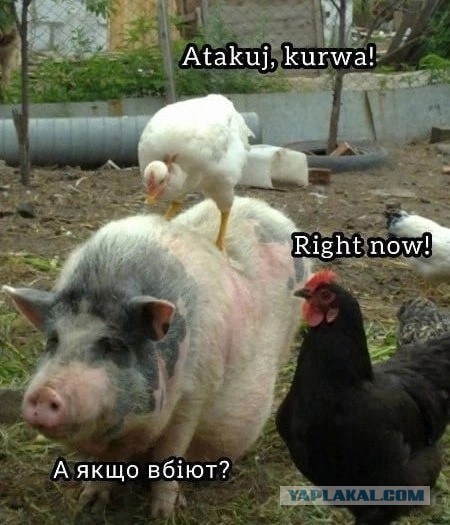 Одной картинки псто...