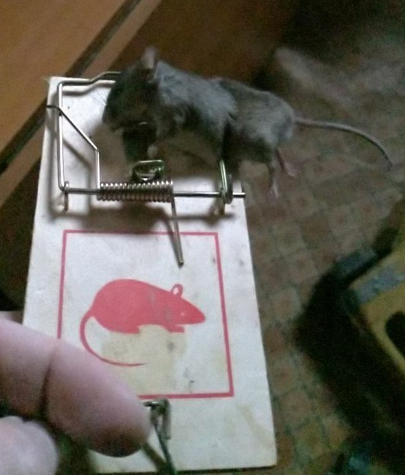 Поймал засранца