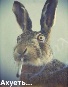 YouTube заблокировал канал «БесогонTV» Никиты Михалкова