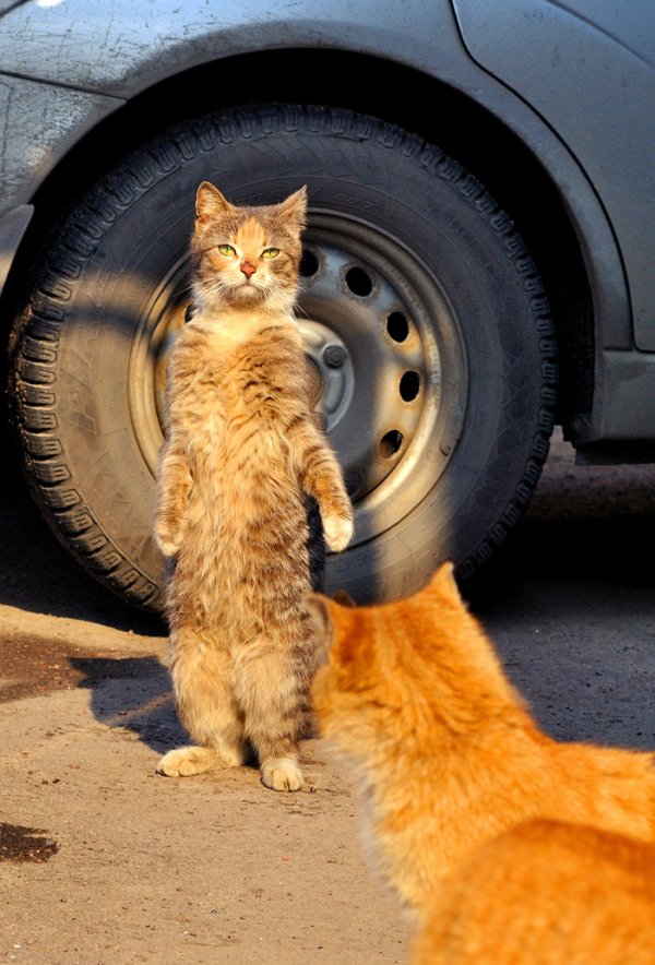 Коты деревенской породы