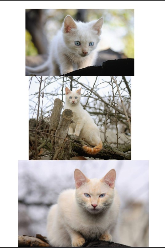 Котовторник, от мала до велика